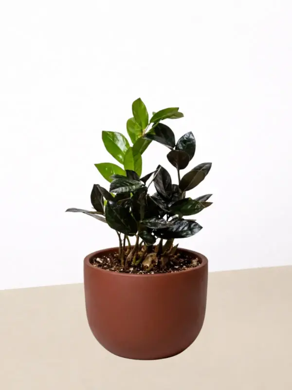 ZZ Zamioculcas 'Black Queen' — additional view