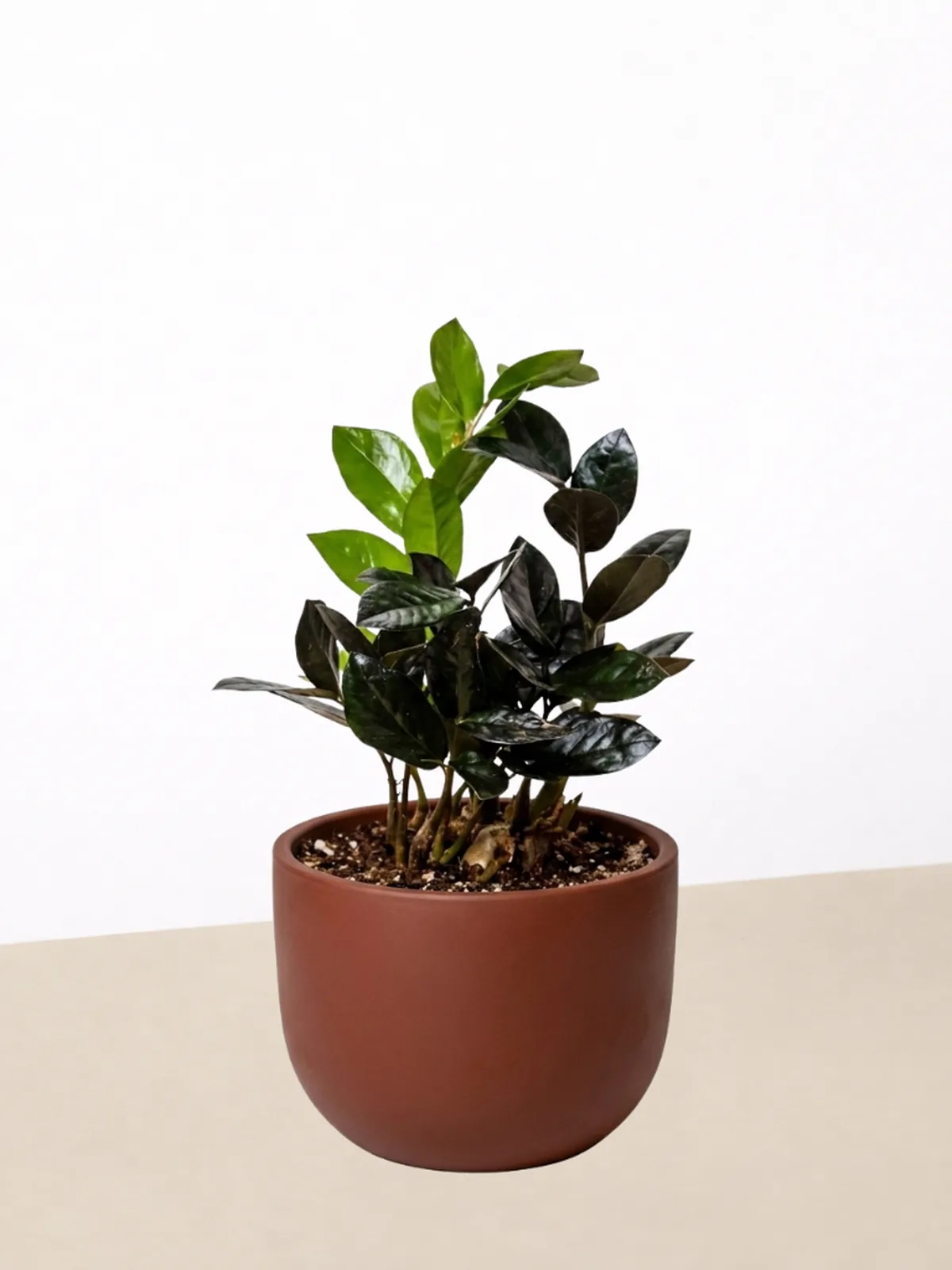 ZZ Zamioculcas 