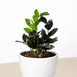 ZZ Zamioculcas 'Black Queen' — additional view