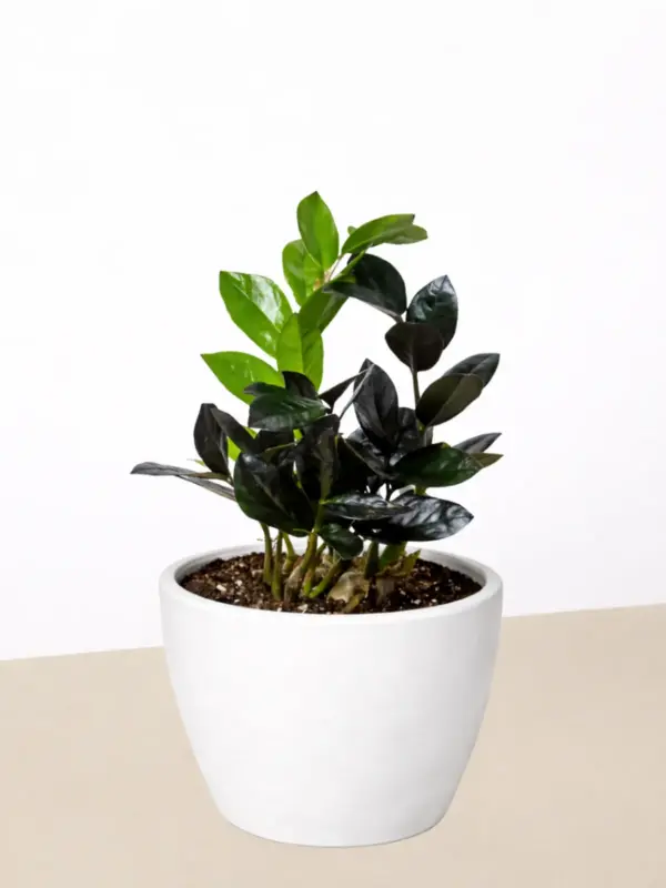 ZZ Zamioculcas 'Black Queen' — additional view