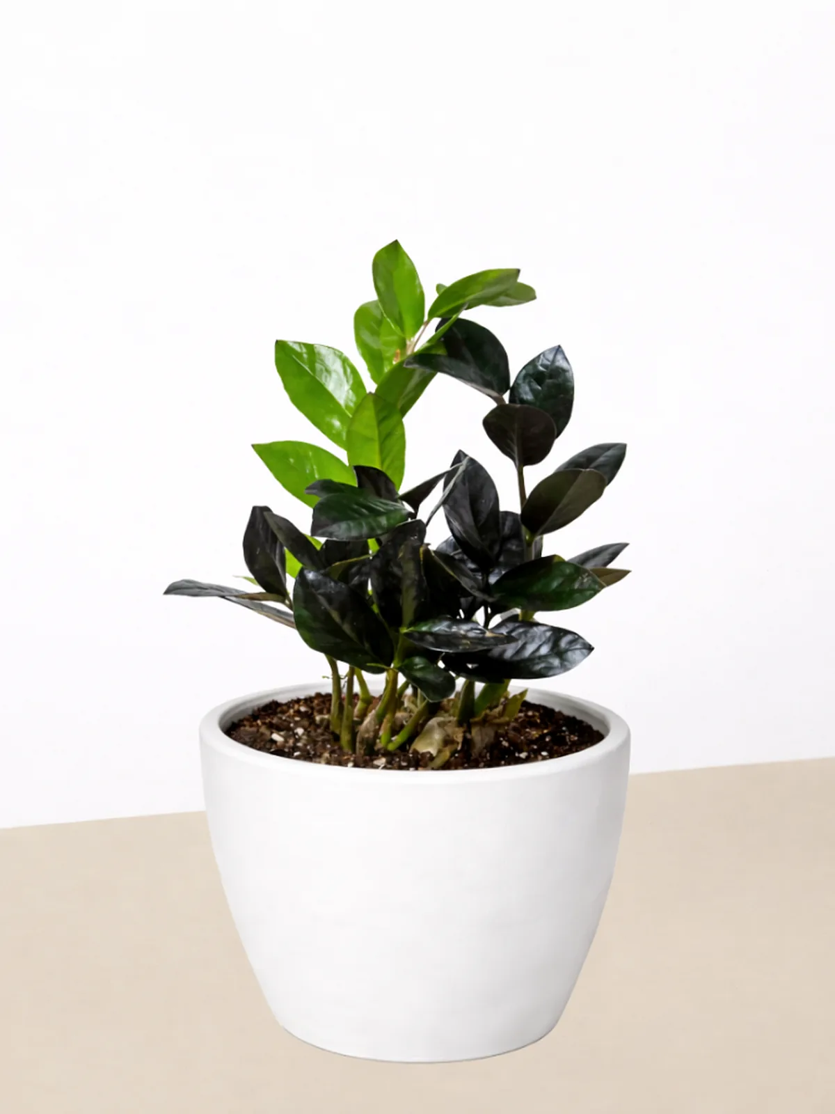 ZZ Zamioculcas 