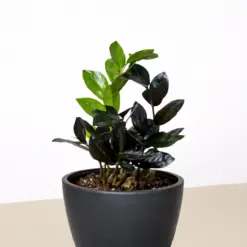 ZZ Zamioculcas 'Black Queen' — additional view