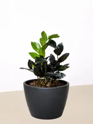ZZ Zamioculcas 'Black Queen' — additional view