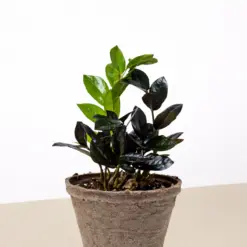 ZZ Zamioculcas 'Black Queen' — additional view