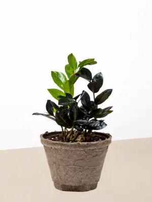 ZZ Zamioculcas 'Black Queen' — additional view