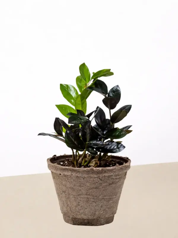 ZZ Zamioculcas 'Black Queen' — additional view
