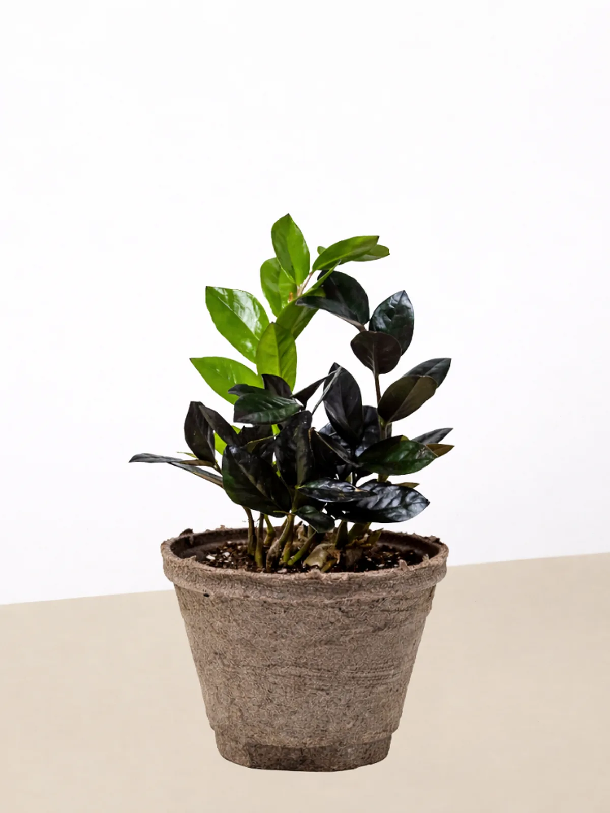 ZZ Zamioculcas 