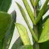 Zamioculcas 'Chameleon' houseplant