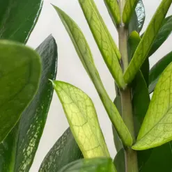 Zamioculcas 'Chameleon' houseplant