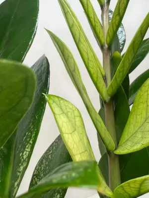Zamioculcas 'Chameleon' houseplant