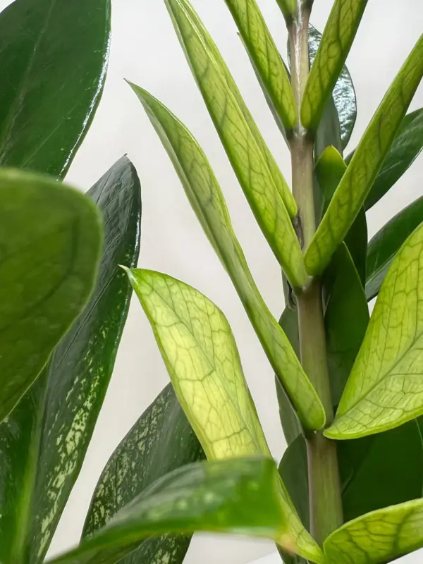 Zamioculcas 'Chameleon' houseplant
