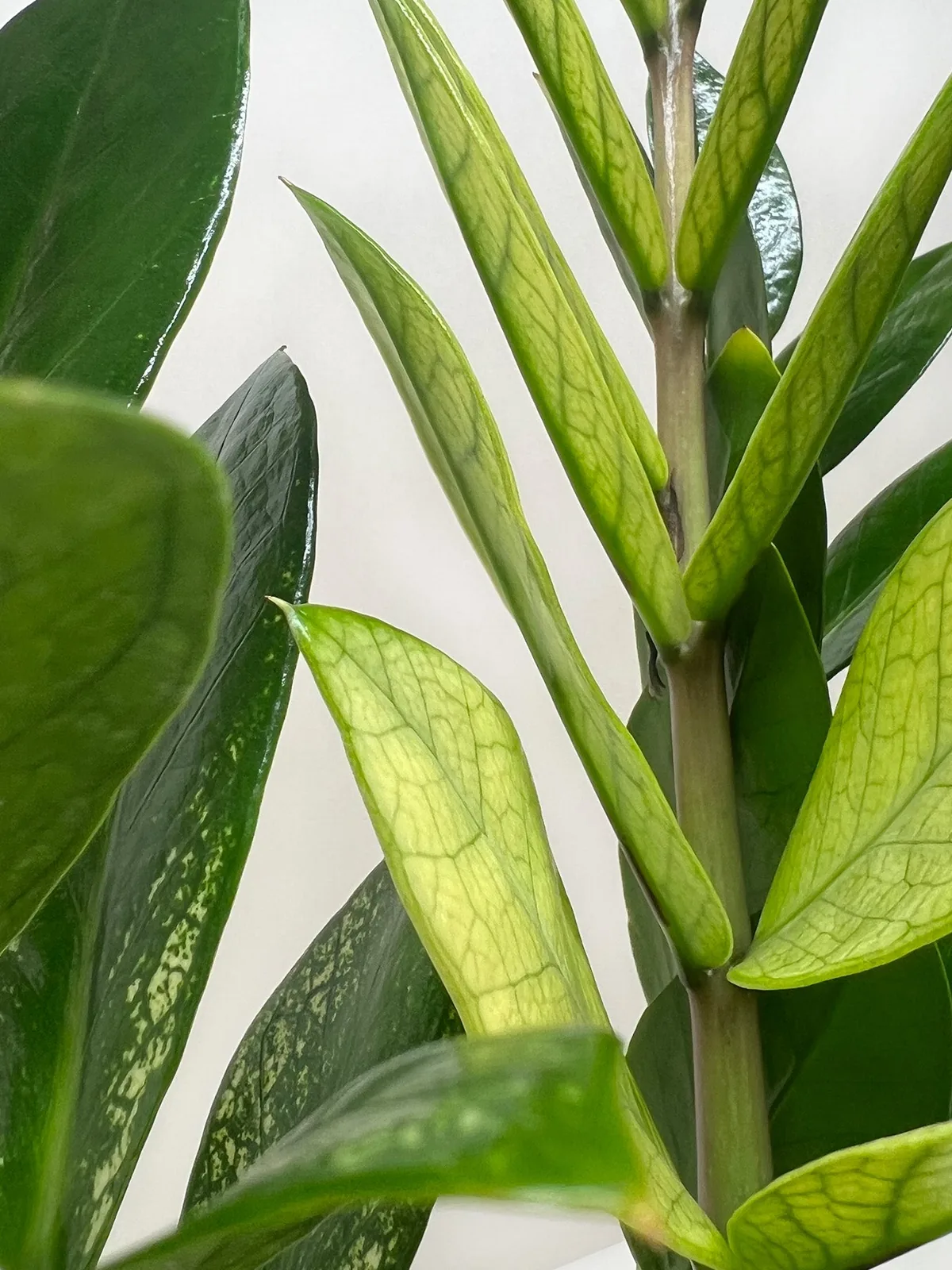 Zamioculcas 