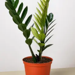 Zamioculcas 'Chameleon' — additional view