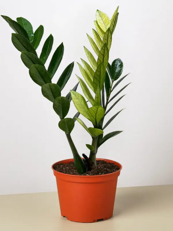 Zamioculcas 'Chameleon' — additional view