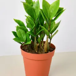 Zamioculcas Zamiifolia 'ZZ' houseplant