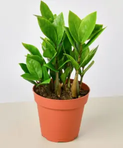 Zamioculcas Zamiifolia 'ZZ' houseplant