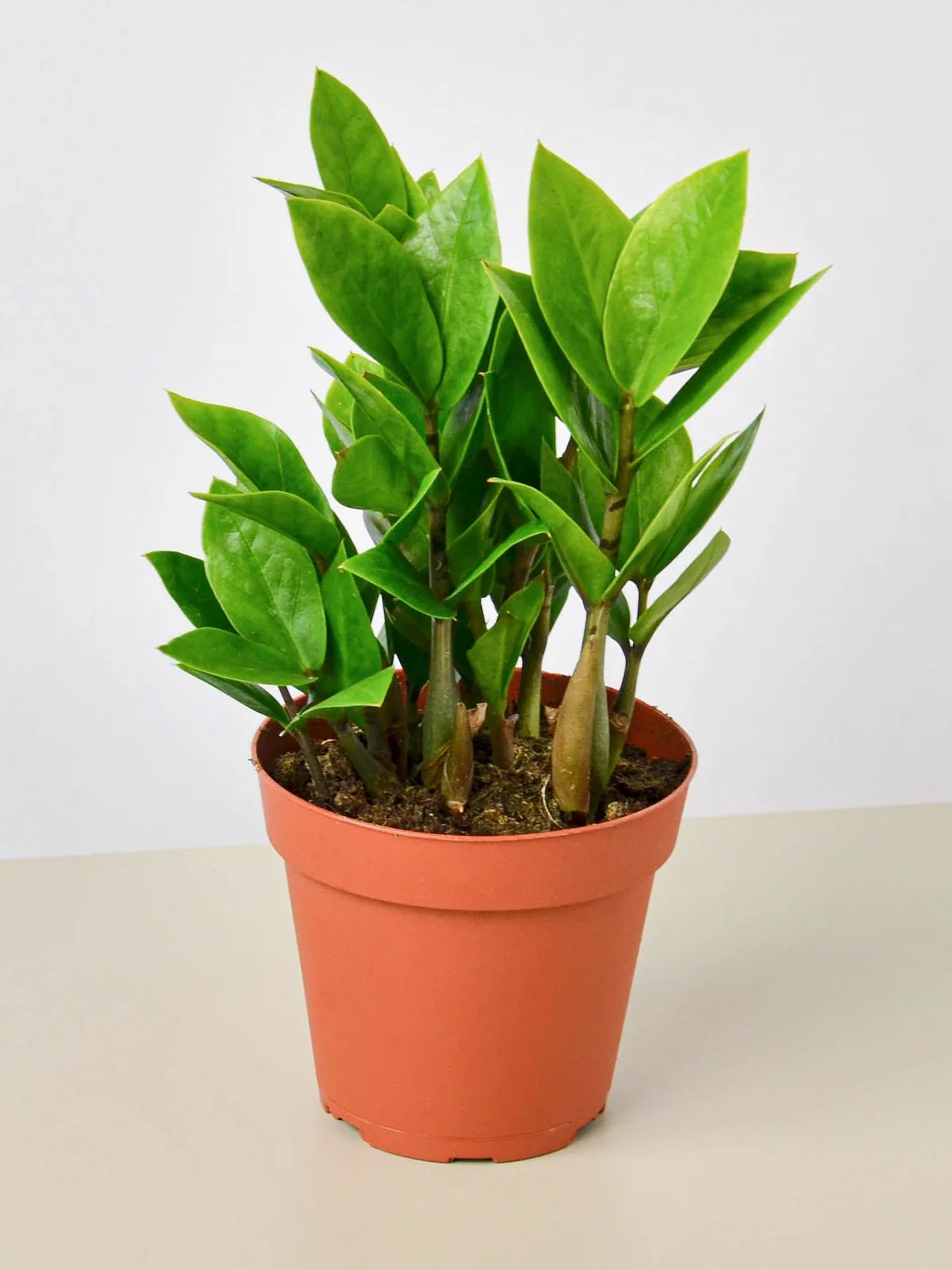 Zamioculcas Zamiifolia 