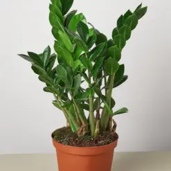 Zamioculcas Zamiifolia 'ZZ' — additional view