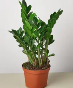 Zamioculcas Zamiifolia 'ZZ' — additional view