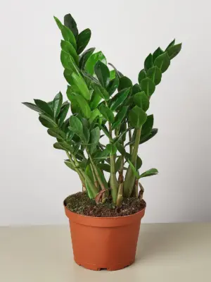 Zamioculcas Zamiifolia 'ZZ' — additional view