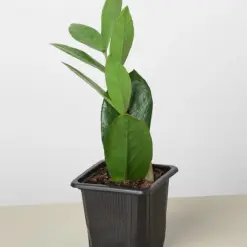 Zamioculcas Zamiifolia 'ZZ' — additional view