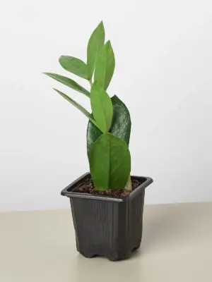 Zamioculcas Zamiifolia 'ZZ' — additional view