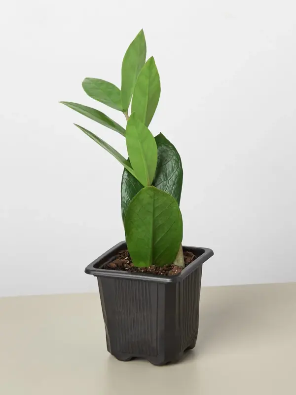 Zamioculcas Zamiifolia 'ZZ' — additional view
