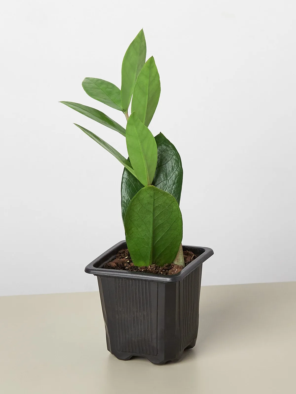 Zamioculcas Zamiifolia 