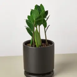 Zamioculcas Zamiifolia 'ZZ' — additional view