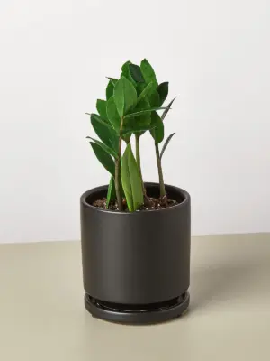 Zamioculcas Zamiifolia 'ZZ' — additional view