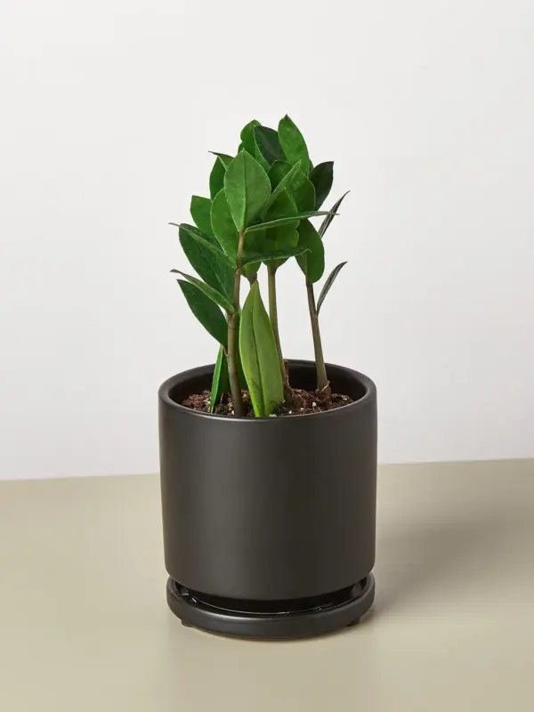 Zamioculcas Zamiifolia 'ZZ' — additional view