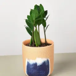 Zamioculcas Zamiifolia 'ZZ' — additional view