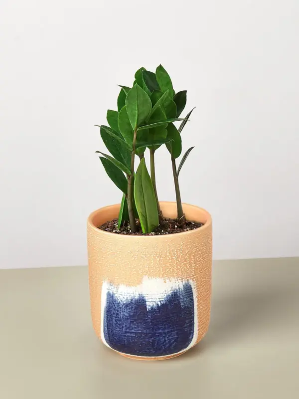 Zamioculcas Zamiifolia 'ZZ' — additional view