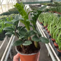 Zamioculcas zamiifolia 'Zenzi' houseplant