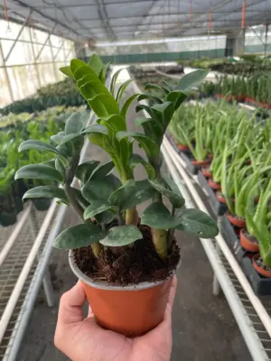 Zamioculcas zamiifolia 'Zenzi' houseplant