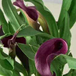 Calla Lily Zantedeschia Dark Purple — additional view