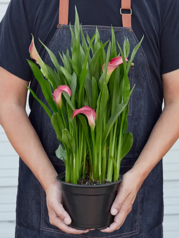 Calla Lily Zantedeschia Orange — additional view