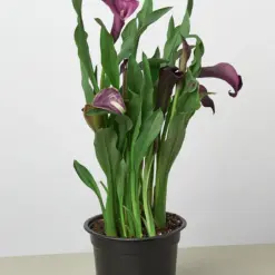 Calla Lily Zantedeschia Orange — additional view