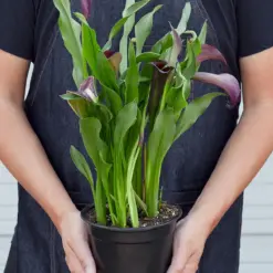 Calla Lily Zantedeschia Orange — additional view