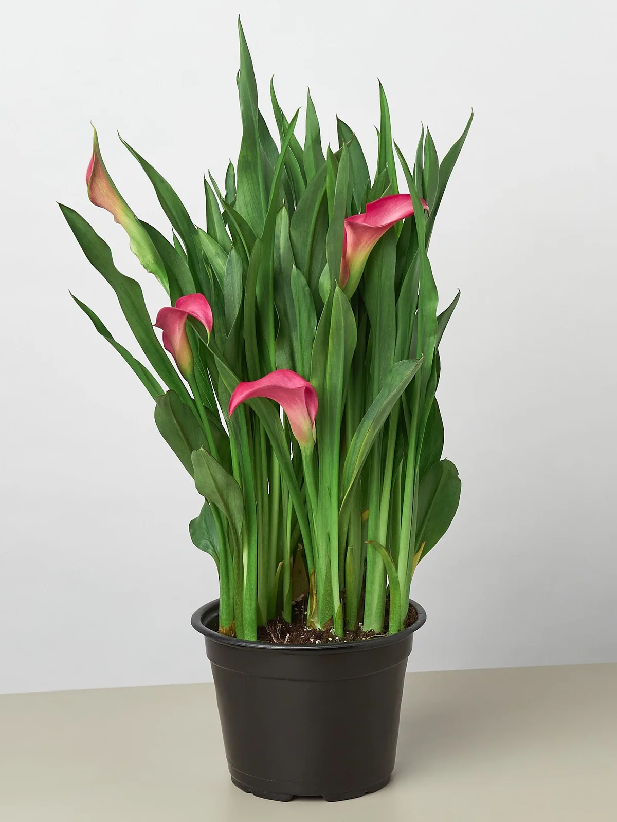 Calla Lily Zantedeschia Pink — additional view