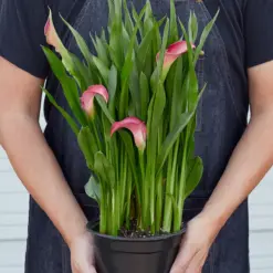 Calla Lily Zantedeschia Pink — additional view