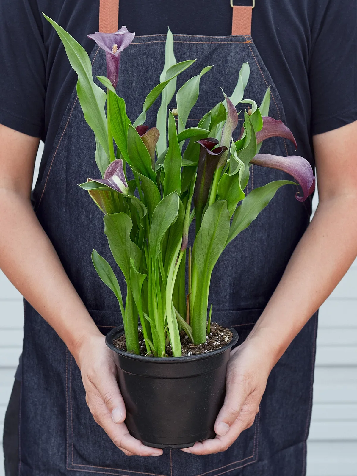 Calla Lily Zantedeschia Pink — additional view