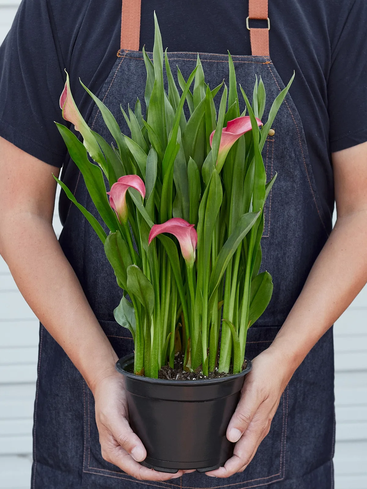 Calla Lily Zantedeschia Purple — additional view