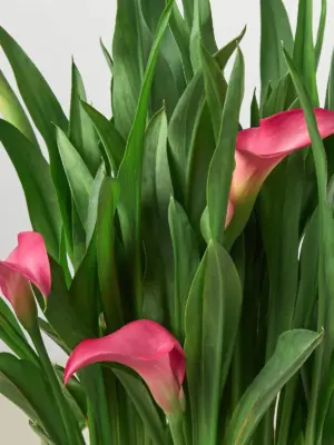 Calla Lily Zantedeschia Red houseplant