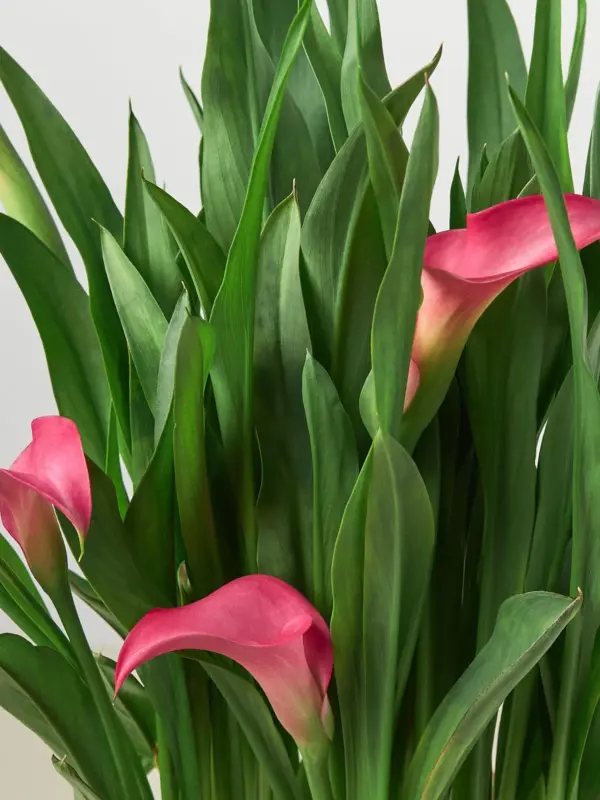 Calla Lily Zantedeschia Red houseplant
