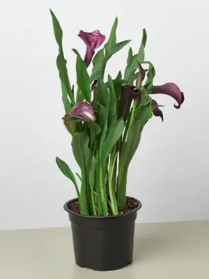 Calla Lily Zantedeschia Red — additional view