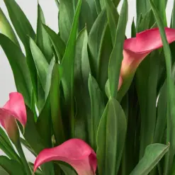 Calla Lily Zantedeschia White houseplant