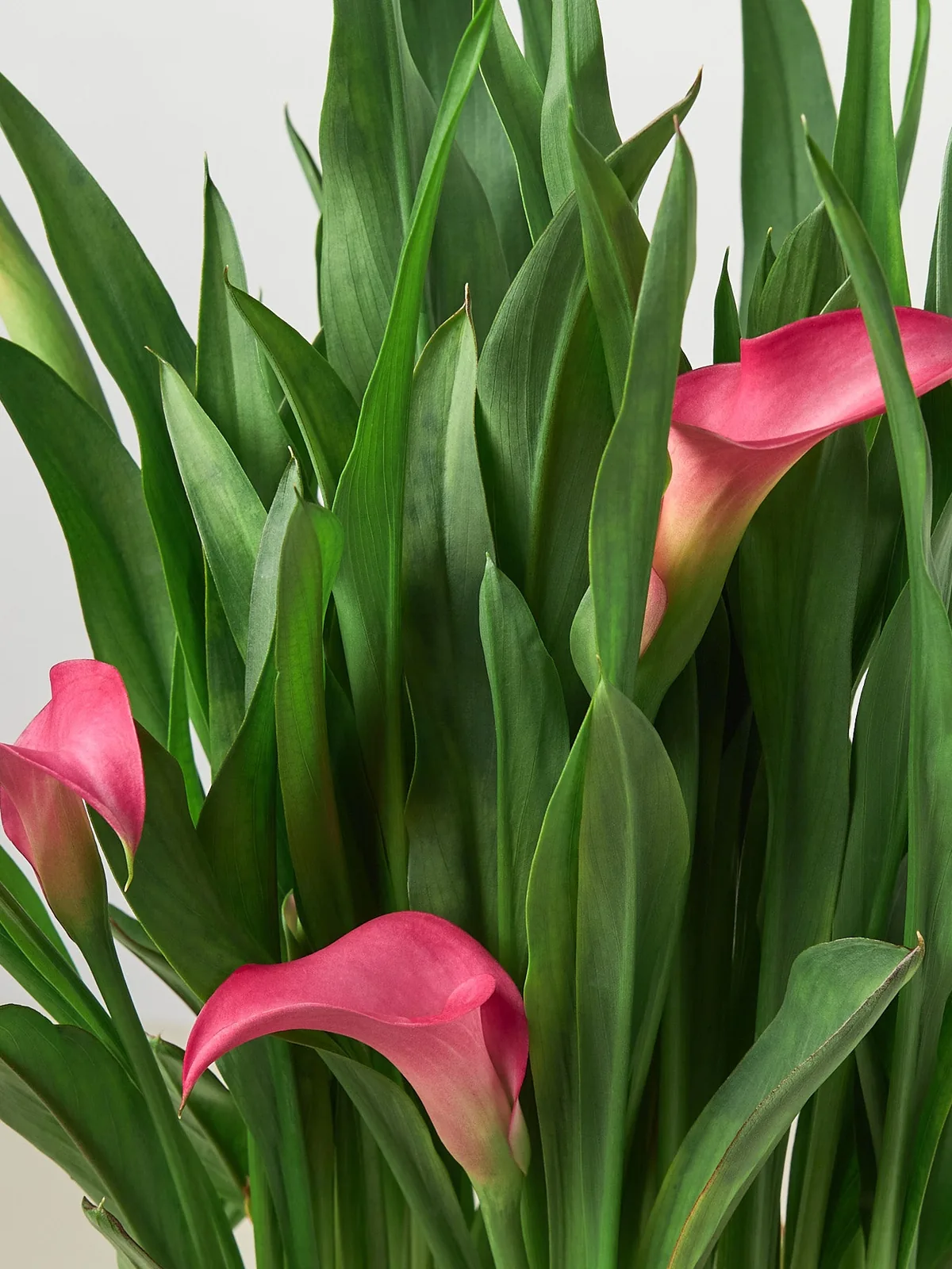Calla Lily Zantedeschia White houseplant
