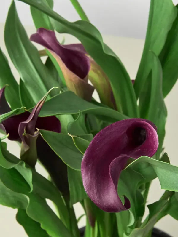 Calla Lily Zantedeschia White — additional view