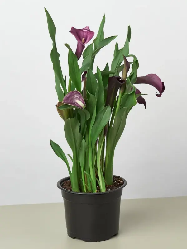 Calla Lily Zantedeschia White — additional view